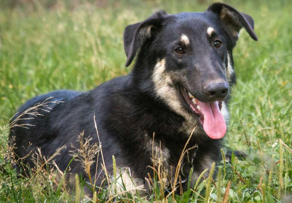 Собаки в Раменском: Лучший друг для детей Мальчик, Бесплатно - фото 3
