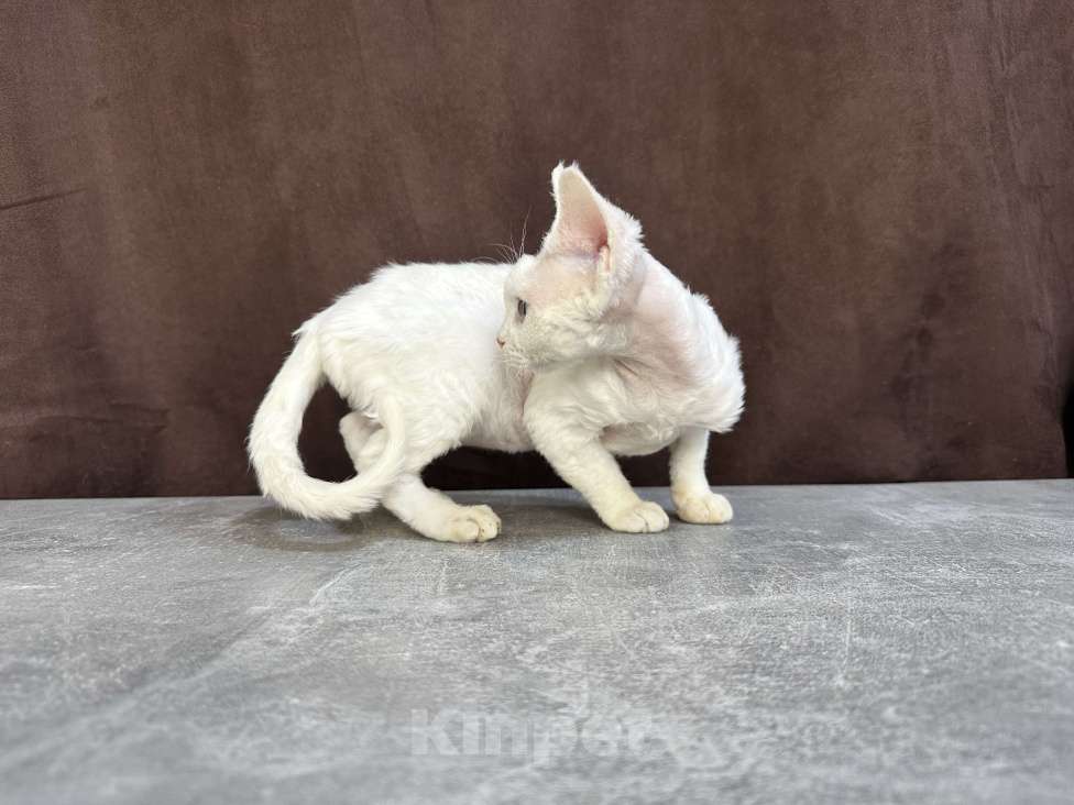 Кошки в Москве: белая кошечка девон рекс с голубыми глазами Девочка, 90 000 руб. - фото 3