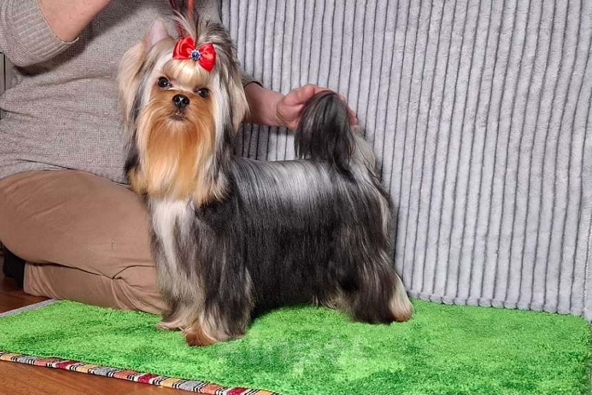 Собаки в Королеве: Йорк мальчик Мальчик, Бесплатно - фото 2