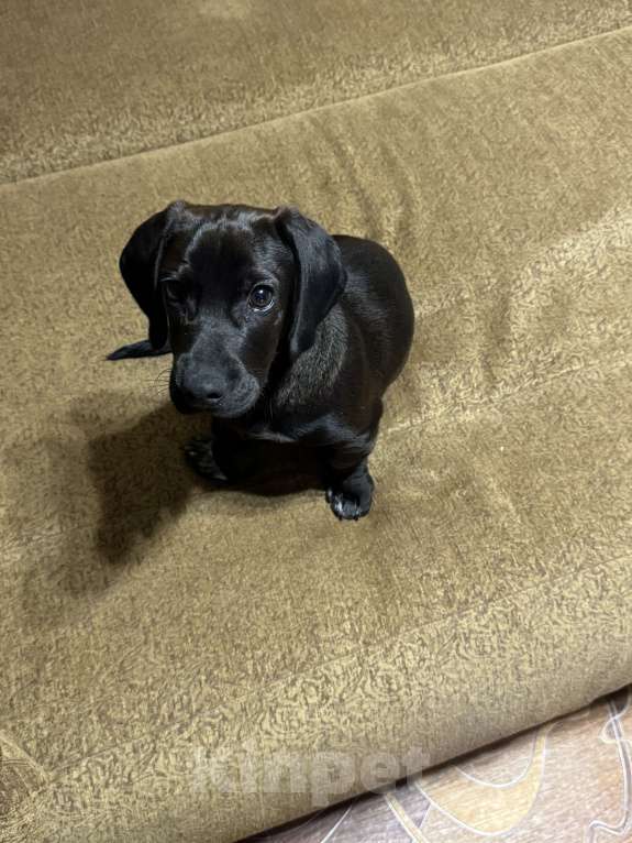 Собаки в Курске: В очень добрые руки. Мальчик, Бесплатно - фото 3