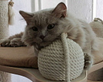 Кошки в Подольске: Британская длинношерстная кошечка Девочка, 40 000 руб. - фото 3
