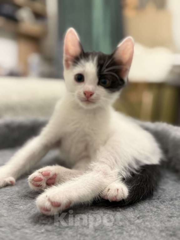 Кошки в других городах Московской области: Котик по кличке пират 🏴‍☠️ 2 месяца.  Мальчик, 100 руб. - фото 2