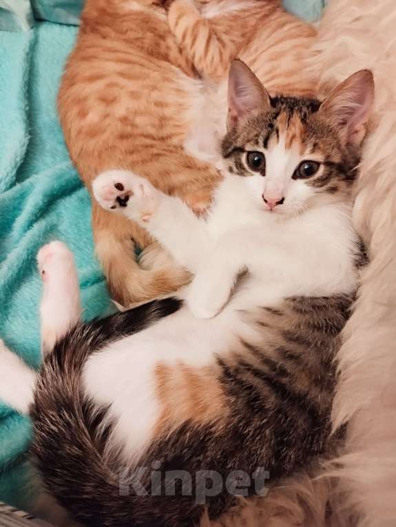 Кошки в Санкт-Петербурге: Беатрис котенок девочка Девочка, 500 руб. - фото 6