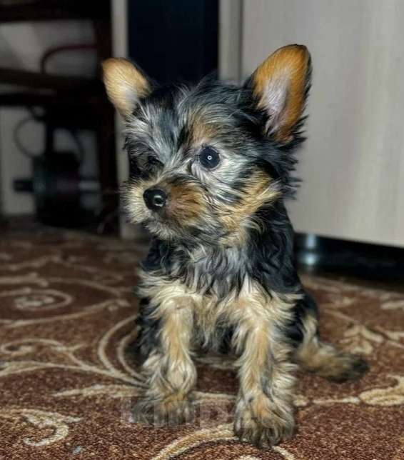 Собаки в Ростове-на-Дону: Продаю щенков йоркширский терьер. Мальчик, Бесплатно - фото 2