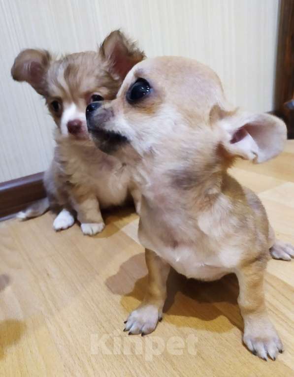 Собаки в Москве: Гномик, мини чихуахуа  Мальчик, 40 000 руб. - фото 9