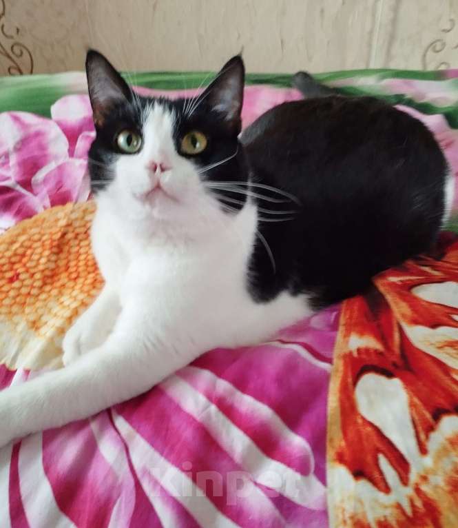 Кошки в Москве: Особенная  кошечка Китти ждёт свою семью  Девочка, Бесплатно - фото 3