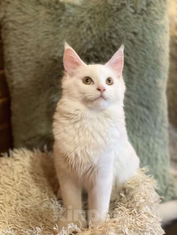 Кошки в Москве: Мейнкун полидакт белая Девочка Девочка, 45 000 руб. - фото 5