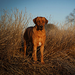 Датский брохольмер