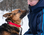 Собаки в Солнечногорске: Компактная собачка в добрые руки Девочка, Бесплатно - фото 3
