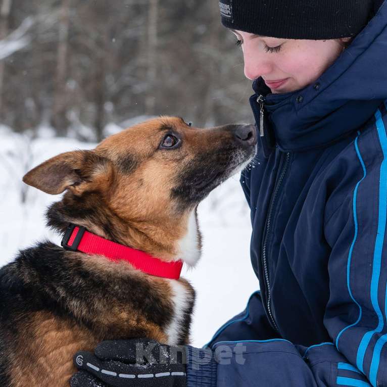 Собаки в Солнечногорске: Компактная собачка в добрые руки Девочка, Бесплатно - фото 3