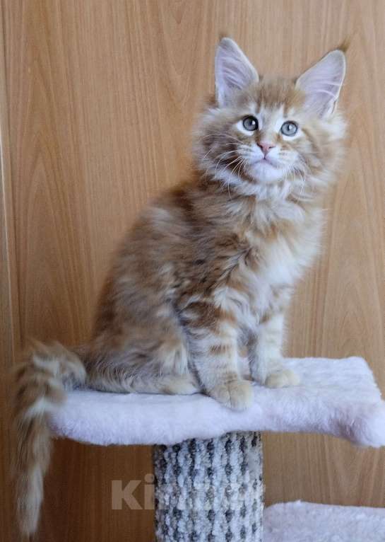 Кошки в Екатеринбурге: Котенок мейн кун Мальчик, 55 000 руб. - фото 2