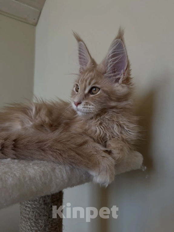 Кошки в Верхнем Салде: Роскошный котенок Мейн-кун с отличными породными данными (Шоу-класс) Мальчик, 60 000 руб. - фото 4