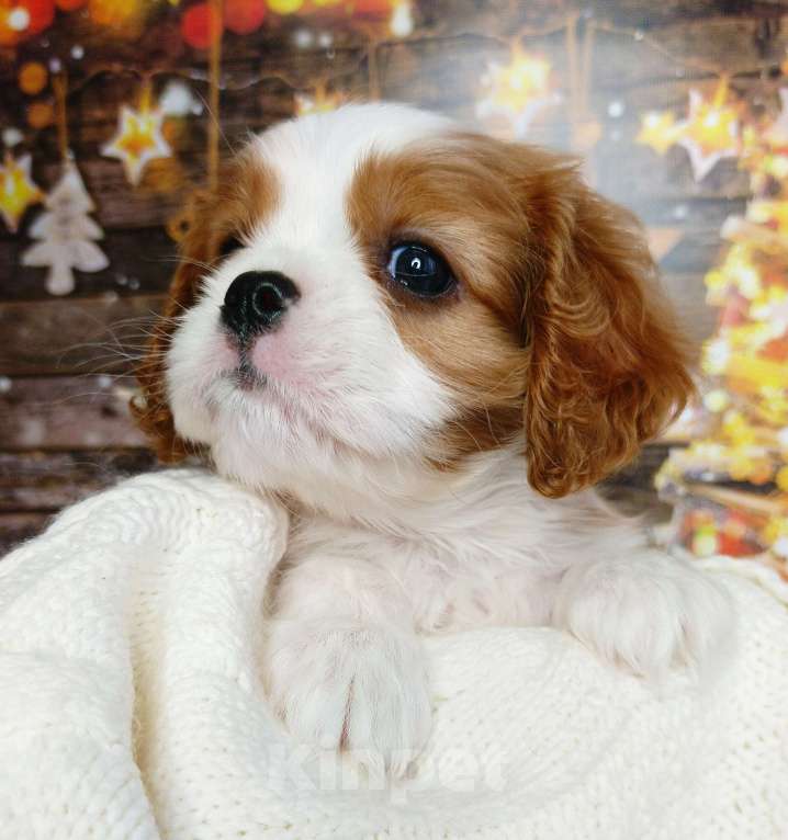 Собаки в Нижнем Новгороде: Щенок Мальчик, 100 000 руб. - фото 9