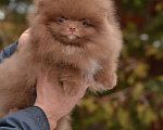 Собаки в Москве: щенок шпица коричневого окраса Мальчик, 27 000 руб. - фото 2