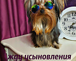 Собаки в Москве: КРАСАВЧИКИ РКФ ПОДРОЩЕННЫЕ Мальчик, 45 руб. - фото 5
