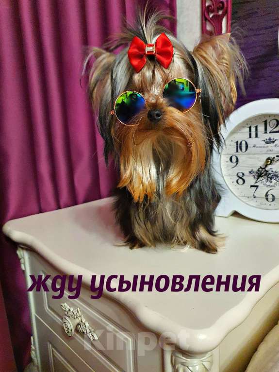 Собаки в Москве: КРАСАВЧИКИ РКФ ПОДРОЩЕННЫЕ Мальчик, 45 руб. - фото 5