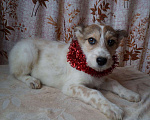 Собаки в Москве: Милые щенки — мальчишки в добрые руки. Вырастут небольшие Мальчик, 1 руб. - фото 2