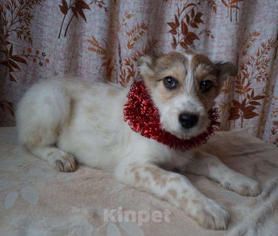 Собаки в Москве: Милые щенки — мальчишки в добрые руки. Вырастут небольшие Мальчик, 1 руб. - фото 2