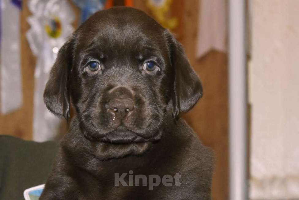 Собаки в Москве: Щенки лабрадора шоколадные  Девочка, Бесплатно - фото 1