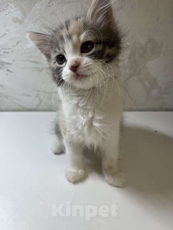 Кошки в Ростове-на-Дону: Манчкин котенок  Девочка, 7 000 руб. - фото 8