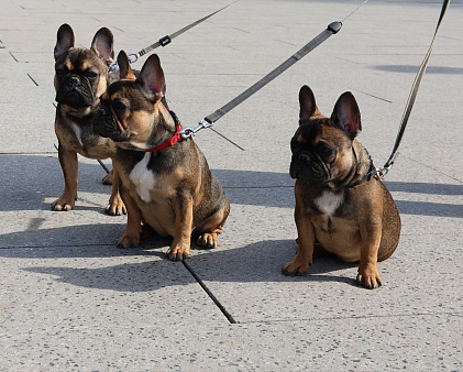 Французский бульдог