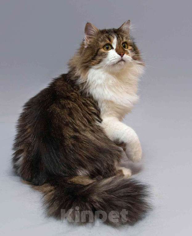 Кошки в Москве: Нежный ласковый котик Симон в добрые руки Мальчик, Бесплатно - фото 4