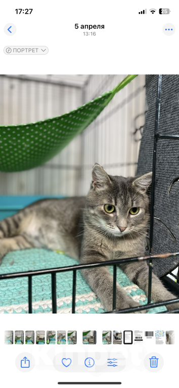 Кошки в Москве: Котик с золотисто-зелеными глазами ищет ма и па Мальчик, 100 руб. - фото 1