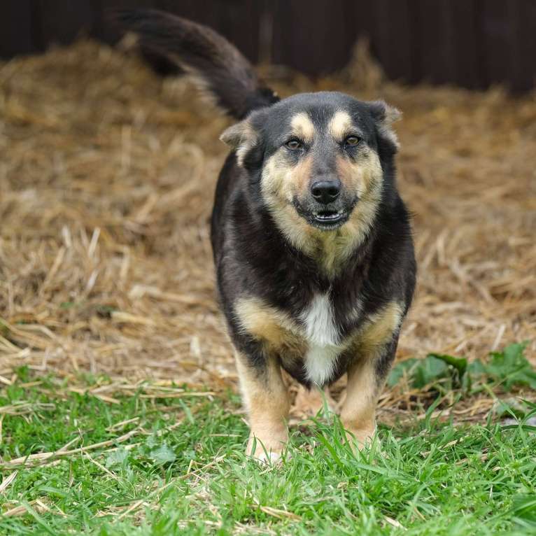Собаки в Москве: Бакс Мальчик, Бесплатно - фото 2