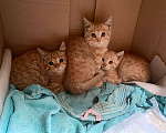 Кошки в Москве: Рыжие котята ищут дом Девочка, Бесплатно - фото 2