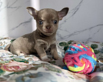 Собаки в Москве: Щенок Чихуахуа Девочка, 110 000 руб. - фото 1