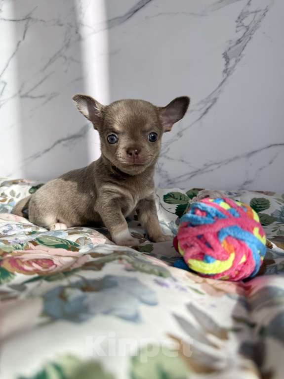 Собаки в Москве: Щенок Чихуахуа Девочка, 110 000 руб. - фото 1