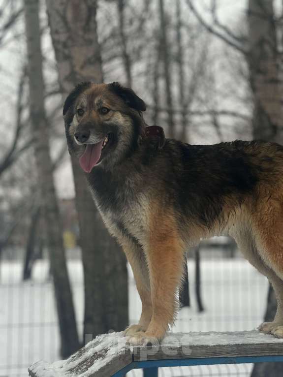 Собаки в Москве: Баста Девочка, Бесплатно - фото 7