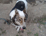 Собаки в Ярославле: Лаки ищет дом, Бесплатно - фото 3