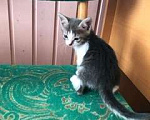 Кошки в Зеленограде: Отдам котёнка в добрые руки  Девочка, Бесплатно - фото 2