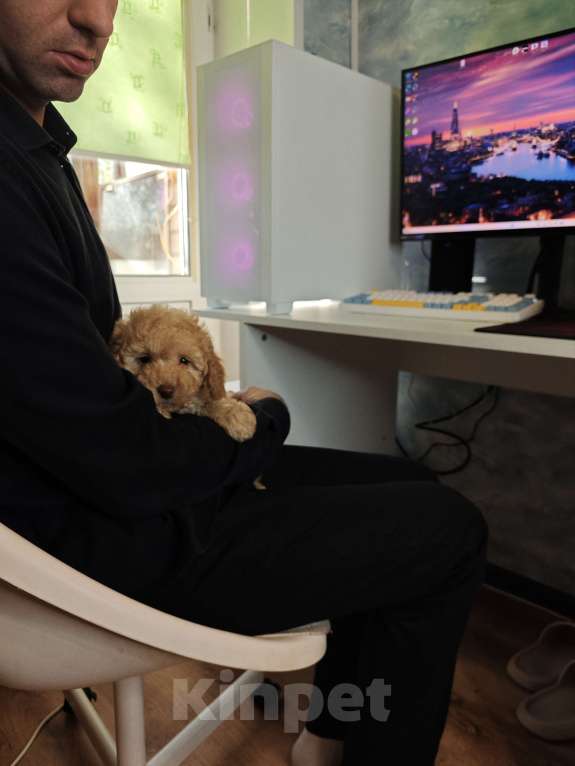 Собаки в Москве: Той пудель мальчик  Мальчик, 65 000 руб. - фото 2