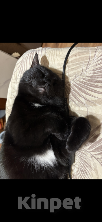 Кошки в Мурином: Пропала кошка Девочка, 10 000 руб. - фото 2