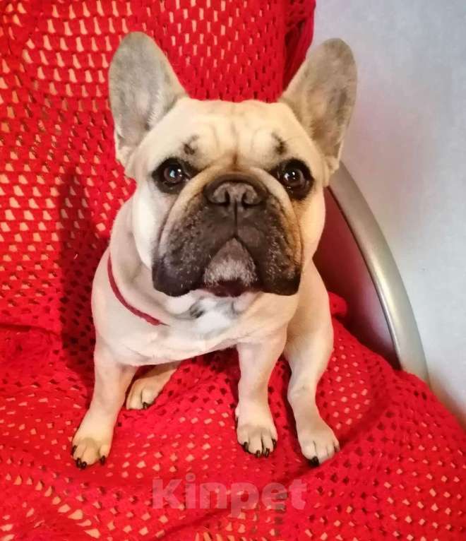 Собаки в Оби: Щенок ФРАНЦУЗСКОГО БУЛЬДОГА  РКФ Мальчик, 60 000 руб. - фото 2