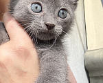 Кошки в Павловском Посаде: Котенок Мальчик, Бесплатно - фото 5