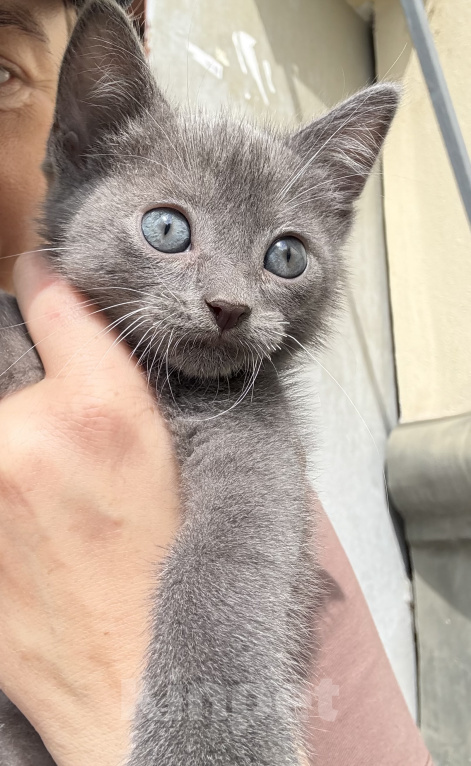 Кошки в Павловском Посаде: Котенок Мальчик, Бесплатно - фото 5