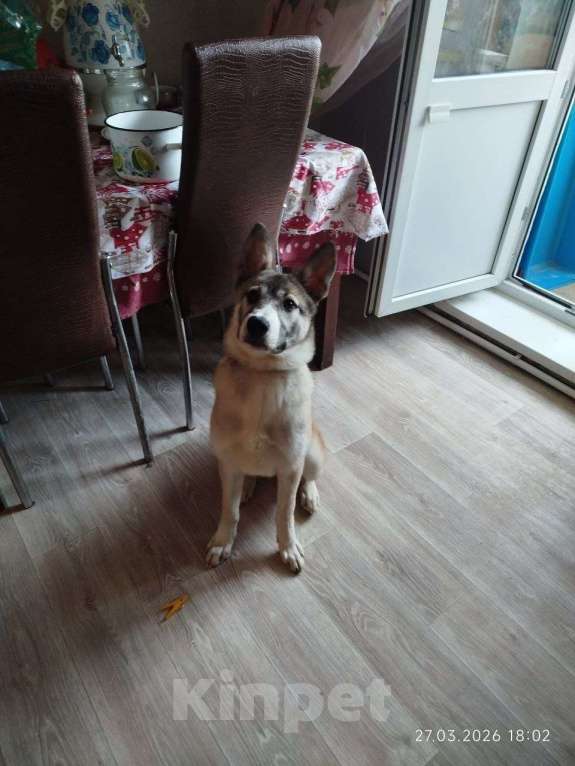 Собаки в других городах Московской области: Тейси в добрые руки Девочка, Бесплатно - фото 2