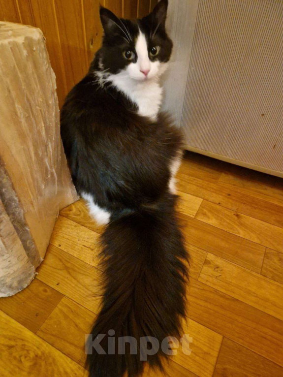 Кошки в Москве: Очаровательные сестрички Фаня и Масяня ищут дом Девочка, Бесплатно - фото 6