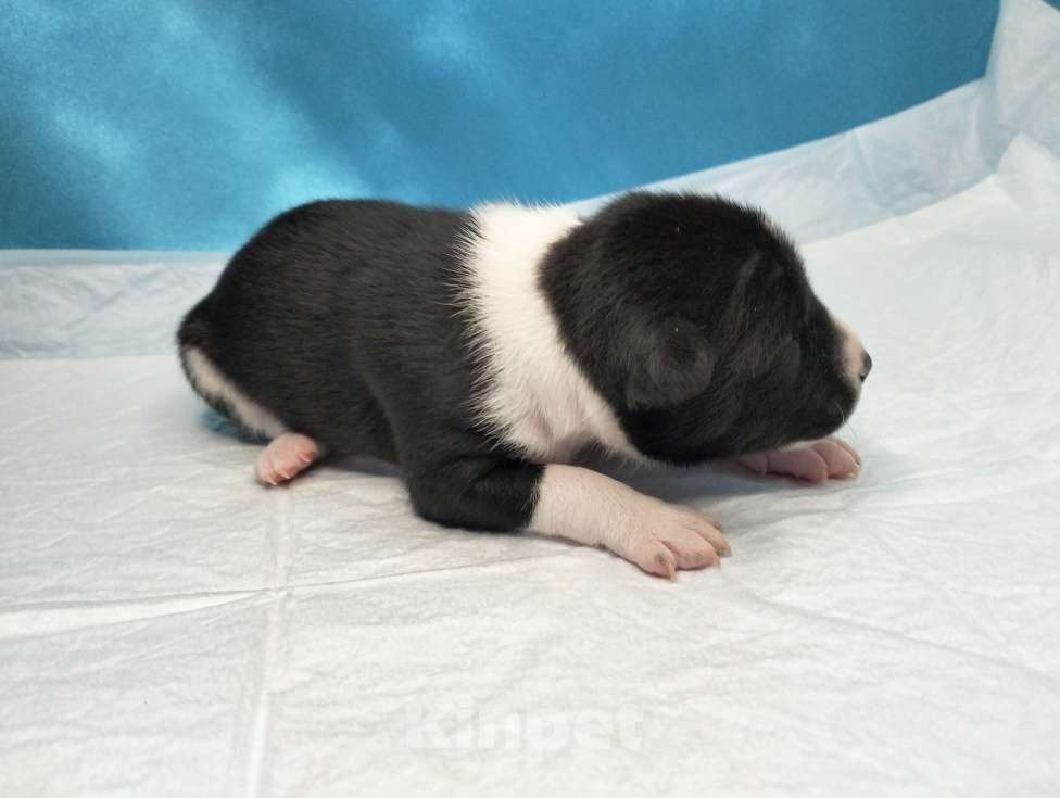 Собаки в Москве: Щенки басенджи черного окраса  Мальчик, 50 000 руб. - фото 2