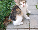 Кошки в Волжском: Котёнок ищет дом Девочка, 100 руб. - фото 1