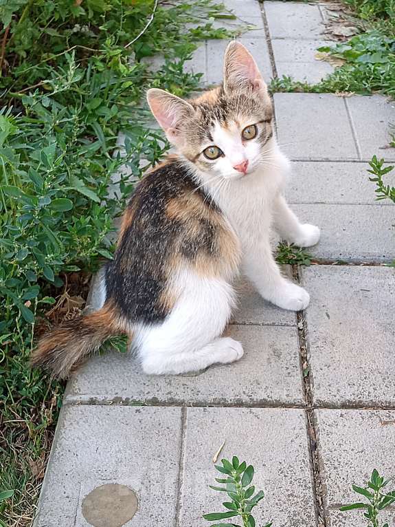 Кошки в Волжском: Котёнок ищет дом Девочка, 100 руб. - фото 1