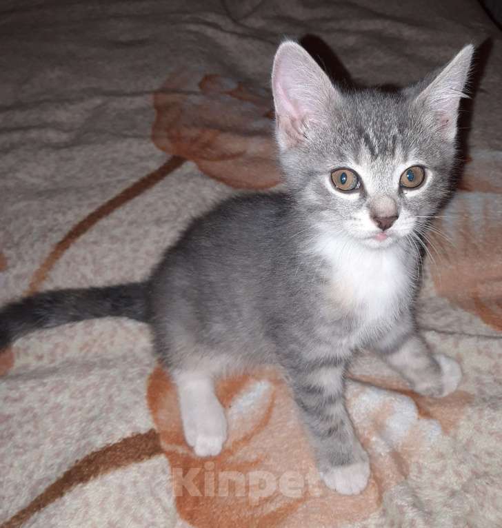 Кошки в Барнауле: Милая маленькая кошечка Девочка, Бесплатно - фото 4