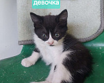 Кошки в других городах Краснодарского края: котята в добрые руки Мальчик, Бесплатно - фото 4