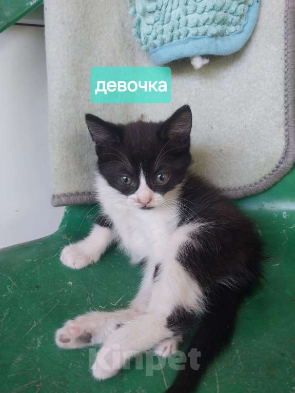 Кошки в других городах Краснодарского края: котята в добрые руки Мальчик, Бесплатно - фото 4