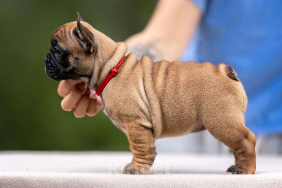 Собаки в Москве: Щенок французского бульдога Девочка, Бесплатно - фото 4