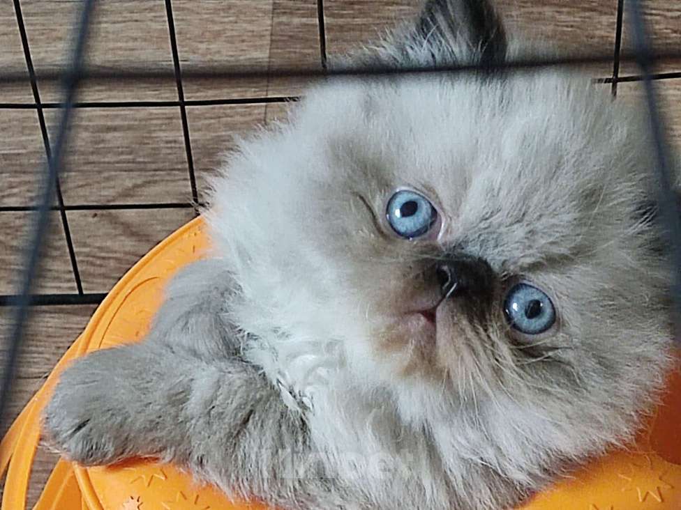 Кошки в Нижнем Новгороде: Гималайские котята.  Мальчик, 20 000 руб. - фото 2