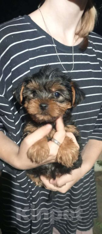 Собаки в Новосибирске: Мальчик стандарт Мальчик, 35 000 руб. - фото 2